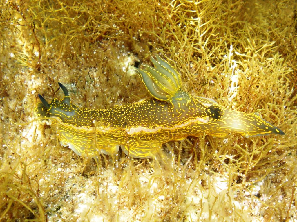 Hypselodoris picta